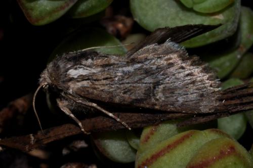 Aporophyla australis