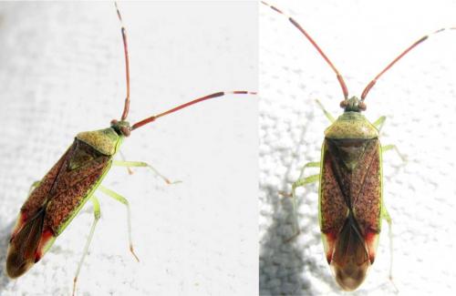 Pantilius tunicatus