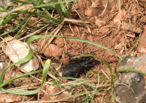 Gnaphosa sp.
