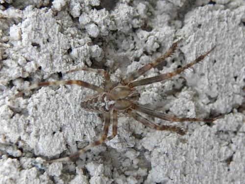 Araneus diadematus