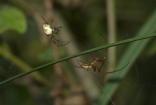 Metellina segmentata