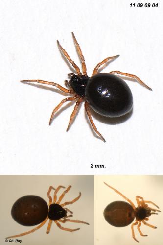 Pelecopsis parallela