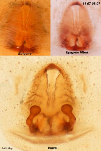 Réf. 77 355 : Pardosa vittata
