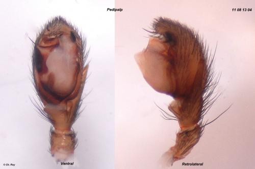 Réf. 77 589 : Zelotes longipes