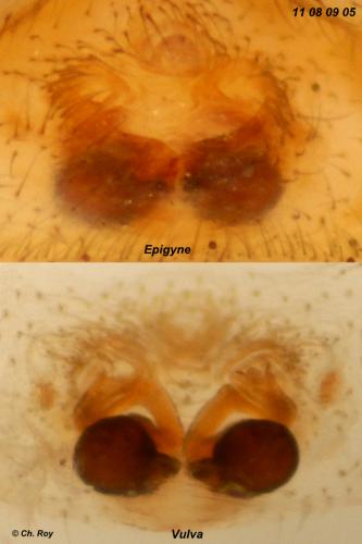 Ozyptila simplex