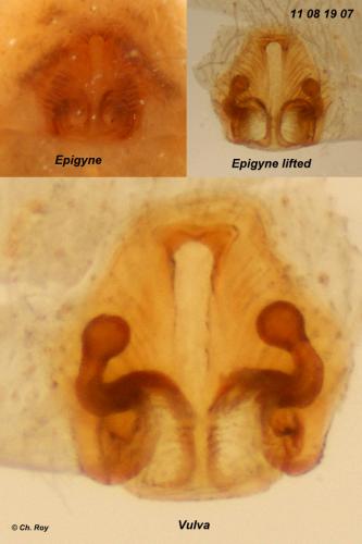 Pardosa tenuipes