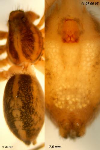 Réf. 77 539 : Pardosa vittata