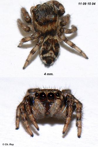 Evarcha falcata