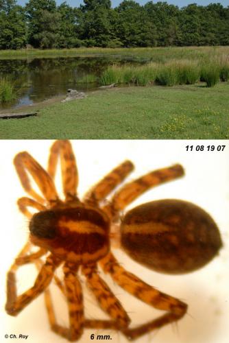 Pardosa tenuipes