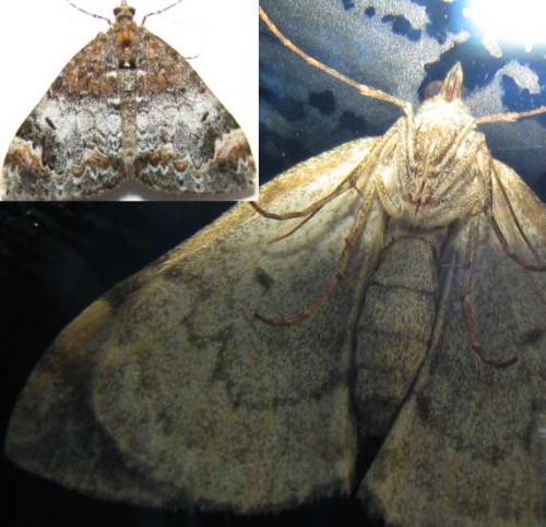 Réf. 77 459 : Dysstroma truncata