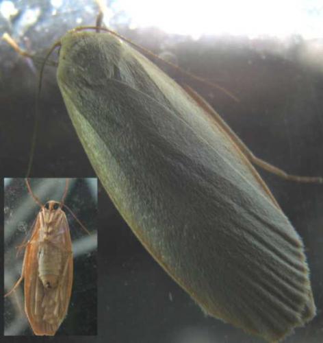 Eilema griseola