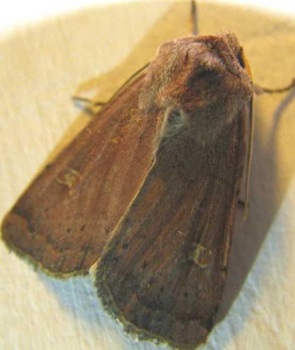 Réf. 77 324 : Xestia xanthographa