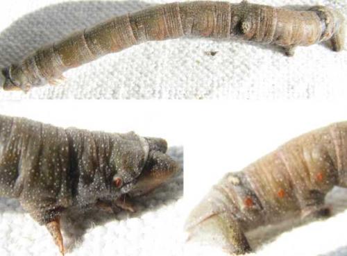 Biston betularia