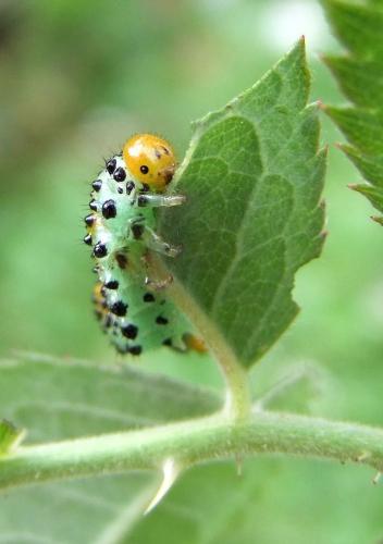 Arge ochropus