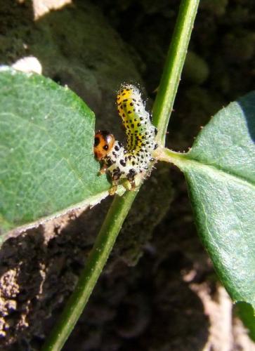 Arge ochropus
