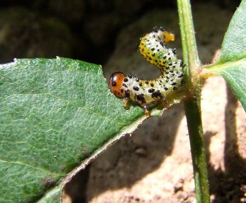 Arge ochropus