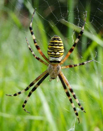 Réf. 77 994 : Argiope bruennichi