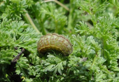 Aricia morronensis