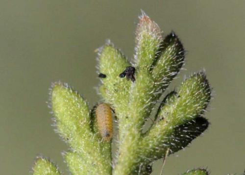 Réf. 77 590 : Aricia morronensis