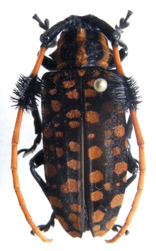 Réf. 77 263 : Aristobia approximator