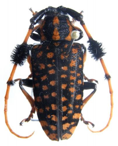 Réf. 77 266 : Aristobia sp.