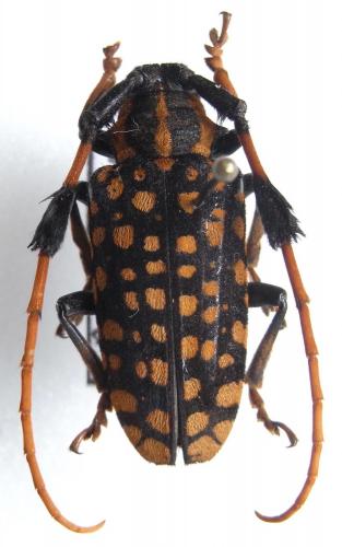 Aristobia sp.