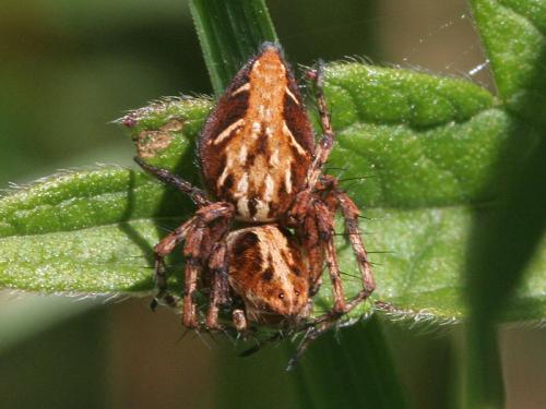 Oxyopes ramosus