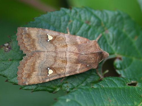 Réf. 77 157 : Eupsilia transversa