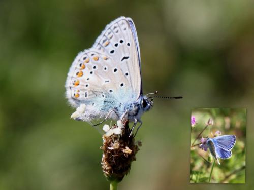 Polyommatus icarus