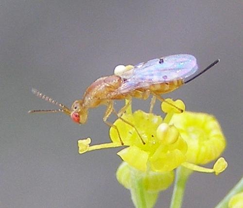 Megastigmus pistaciae