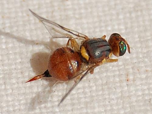 Réf. 77 180 : Bactrocera oleae