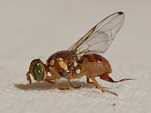 Bactrocera oleae