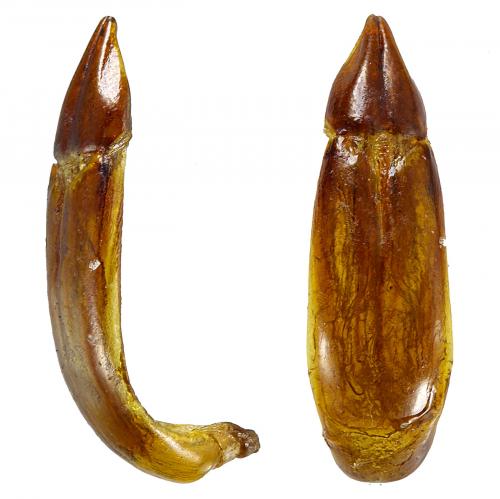 Réf. 77 224 : Blaps rugosa