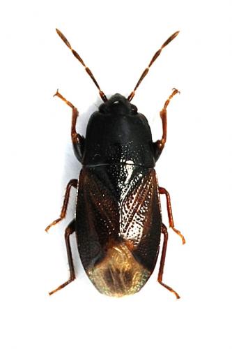Plinthisus brevipennis