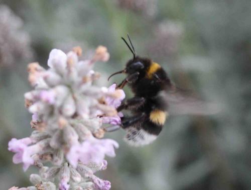 Bombus sp.
