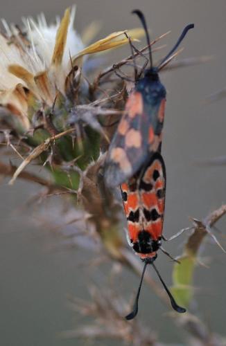 Zygaena divers
