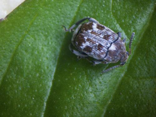 Réf. 77 555 : Bruchus pisorum