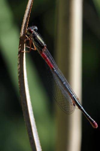 Ceriagrion tenellum