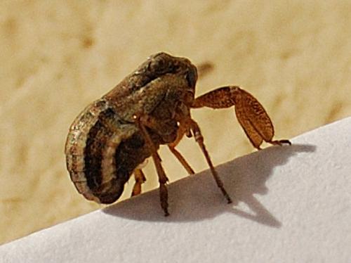 Réf. 77 845 : Caliscelis bonellii
