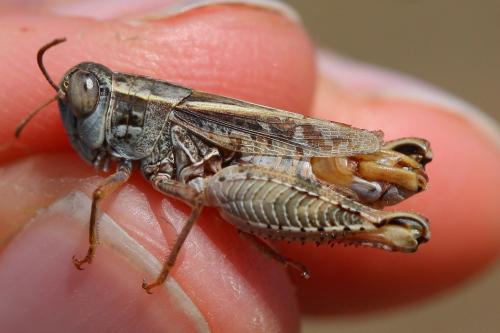 Réf. 77 088 : Calliptamus wattenwylianus