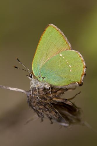 Réf. 77 564 : Callophrys rubi