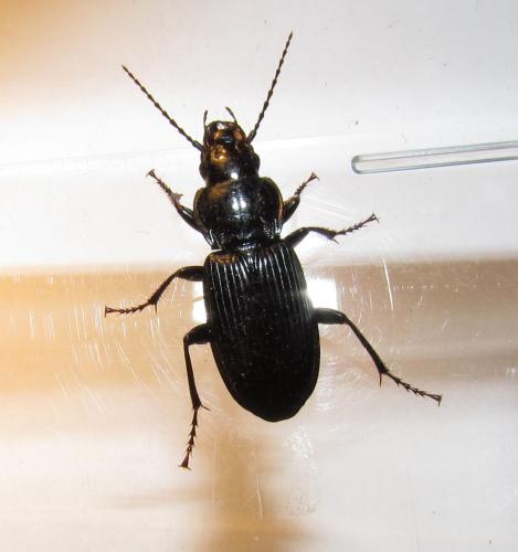 Réf. 77 276 : Pterostichus melanarius
