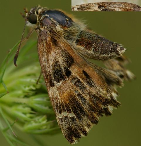 Réf. 77 122 : Carcharodus alceae