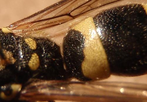 Réf. 77 592 : Ancistrocerus sp.
