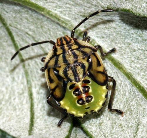 Elasmucha sp.