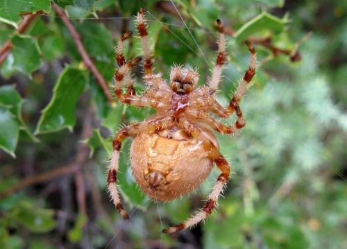 Réf. 77 497 : Araneus pallidus