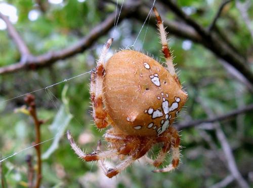 Réf. 77 512 : Araneus pallidus
