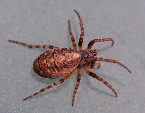 Réf. 77 416 : Cercidia prominens