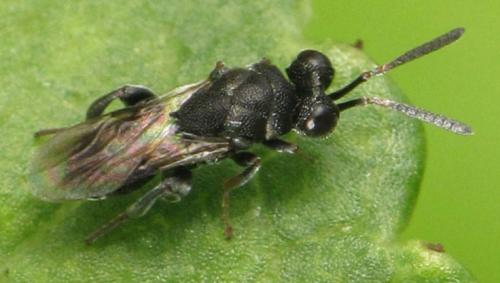 Haltichella rufipes