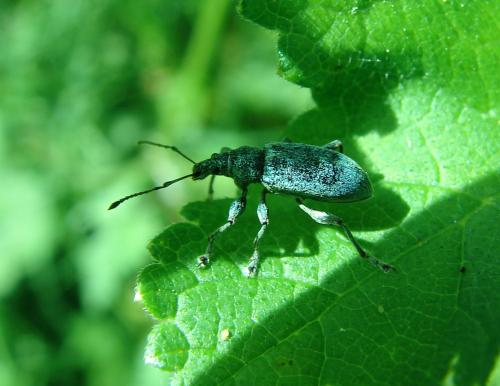 Phyllobius pomaceus